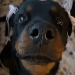 🎀 88dc3940 anjing, rottweiler, hewan, peliharaan, imut, pita telegram sticker