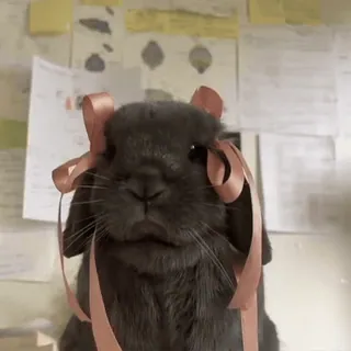 🎀 970e5678 kelinci, hewan peliharaan, binatang, lucu, pita telegram sticker