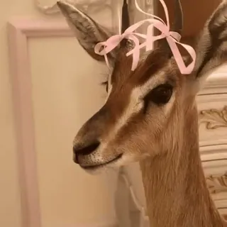 🎀 9a66b27d takidermy, hewan, rusa, busur, dekorasi telegram sticker