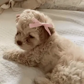 🎀 a0d81f3a anak anjing, anjing, hewan, peliharaan, imut, pita merah muda, anjing kecil, pudel telegram sticker