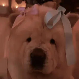 🎀 b6bdfa59 anjing, chow chow, anak anjing, pita, imut, hewan peliharaan, hewan telegram sticker