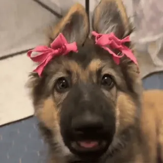 🎀 bed12a31 anjing, anak anjing, pita, imut, hewan, peliharaan telegram sticker