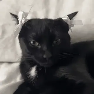 🎀 d1240e51 kucing, kucing hitam, pita, hewan peliharaan, binatang, anak kucing, kucing domestik telegram sticker
