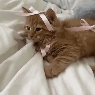 🎀 db704386 anak kucing, kucing, hewan, binatang peliharaan, pita, imut, hewan peliharaan, felin telegram sticker