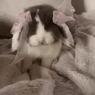 🎀 eaf2049e kelinci, bunny, hewan, lucu, peliharaan, pita, telinga telegram sticker