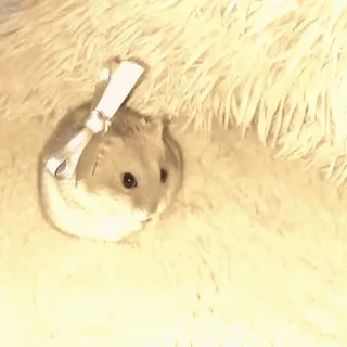 🎀 eb622165 hamster, binatang, imut, hewan peliharaan telegram sticker