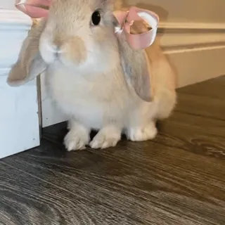 🎀 ec917f1b kelinci, bunny, hewan, lucu, hewan peliharaan, pita telegram sticker