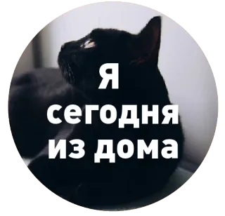👻 f21456e4 Я сегодня из дома แมว, แมวดำ, รัสเซีย, บ้าน, อยู่บ้าน telegram sticker