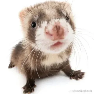 😙 5ed24af5 hurón, animal, lindo, mascota, comadreja, mamífero telegram sticker