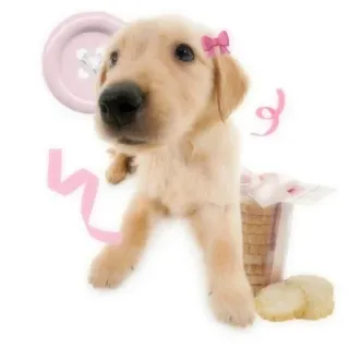 😚 70830fea cachorro, perro, golden retriever, lindo, rosa, cinta, botón telegram sticker