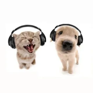 😄 76cfc2f4 gato, perro, auriculares, música, animales, mascota, mono telegram sticker