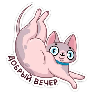 ☺️ d7a21169 ДОБРЫЙ ВЕЧЕР gatto, sphynx, buonasera, buonasera telegram sticker