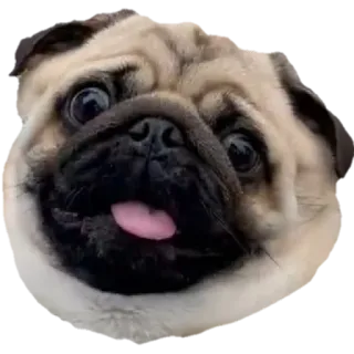 @pug_leonid whatsapp stickers