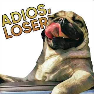✋ 2f340421 ADIOS! LOSER! ปั๊ก, หมา, ขี้แพ้, adios, การลา, ลาก่อน, คำดูถูก telegram sticker