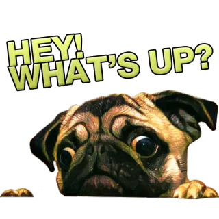 PUGSTERS whatsapp stickers
