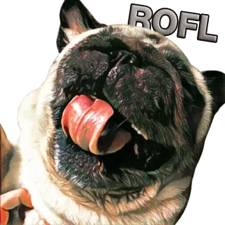 😆 4be2efc8 ROFL หมา, ปั๊ก, rofl, lol, ตลก, ขำ telegram sticker