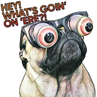 😠 578eeec7 HEY! WHAT'S GOIN' ON 'ERE?! หมา, ปั๊ก, แว่น, ตลก, ตาโต, การ์ตูน telegram sticker