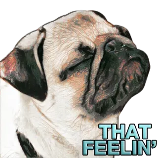 😲 a16488ca THAT FEELIN' หมา, ปั๊ก, ความรู้สึก, มีม, ตลก, 555 telegram sticker