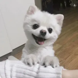 🐶 0997453b หมา, ลูกหมา, น่ารัก, ขาว, ปอมเมอเรเนียน, สัตว์, สัตว์เลี้ยง whatsapp sticker