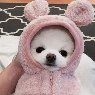 🐶 9023a6b5 หมา, ลูกหมา, น่ารัก, สีชมพู, เสื้อมีฮู้ด, สัตว์, สัตว์เลี้ยง whatsapp sticker