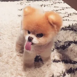 🐶 98655e7d หมา, ลูกหมา, น่ารัก, สัตว์, สัตว์เลี้ยง, หมาบู whatsapp sticker