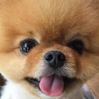 🐶 b2aa5d9a หมา, น่ารัก, สัตว์, สัตว์เลี้ยง, ปอมเมอเรเนียน, ลูกหมา whatsapp sticker