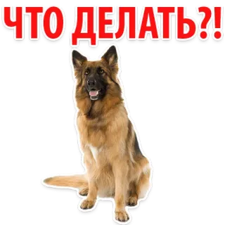 😆 034316b9 ЧТО ДЕЛАТЬ?! Hund, Deutscher Schäferhund, Frage, Tier, Haustier telegram sticker