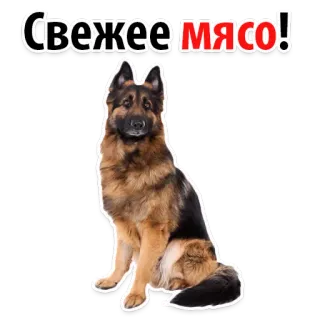 😄 0ec2bce6 Свежее мясо! Hund, Deutscher Schäferhund, Frisches Fleisch, Tier, Haustier telegram sticker