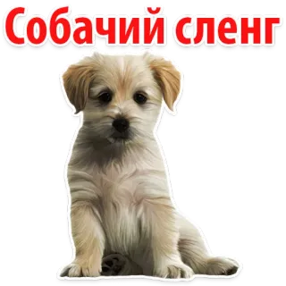 🐶 33c962c2 Собачий сленг Hund, Welpe, Haustier, Slang, Russisch telegram sticker
