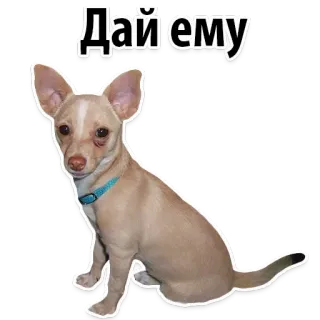 😅 392d7ad7 Дай ему Hund, Tier, Chihuahua, Welpe telegram sticker