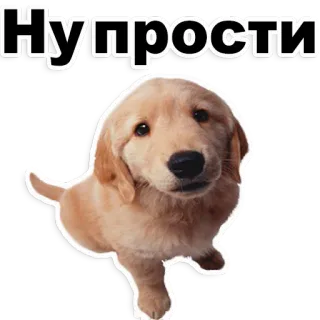 😢 3a51022a Ну прости Hund, süß, Welpe, Golden Retriever, entschuldigung telegram sticker