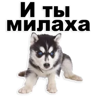 😃 51ce2c91 И ты милаха Hund, süß, Husky, Welpe, Tier telegram sticker