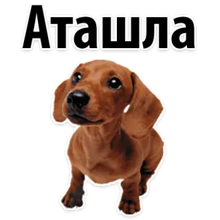 🙁 5461aa2a Аташла Hund, Dackel, Tier, Haustier, Braun telegram sticker