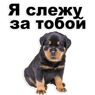 😃 549184dc Я слежу за тобой Hund, Welpe, Rottweiler, süß, Tier telegram sticker