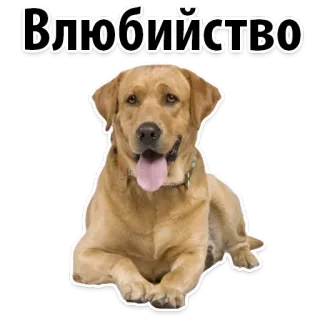 😁 5fbdec0f Влюбийство Hund, Tier, Labrador, Haustier telegram sticker