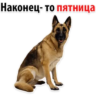 🤗 64cf1133 Наконец-то пятница Hund, Deutscher Schäferhund, Freitag, Wochenende telegram sticker
