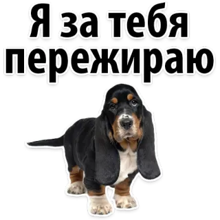 😝 71df28e8 Я за тебя переживаю Hund, Basset Hound, Besorgnis, Sorge, Haustier, Tier telegram sticker