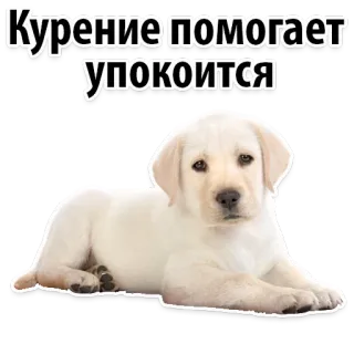 😔 741202ee Курение помогает успокоится Hund, Welpe, Rauchen, Zigarette telegram sticker
