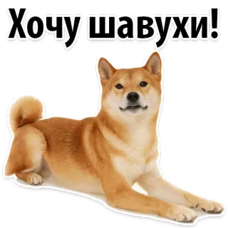 😄 8c2c6158 Хочу шавухи! Hund, Shiba Inu, Schawarma, Essen, Russisch, Meme telegram sticker