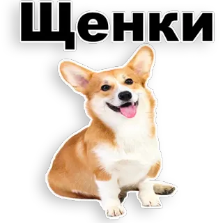 😃 8d5a786f ЩЕНКИ Hund, Corgi, Welpe, Tier, süß telegram sticker