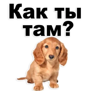 😃 8fc99949 Как ты там? Hund, süß, Dackel, Gruß, Tier telegram sticker