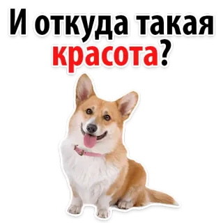 😍 90c67d46 И откуда такая красота? Hund, Corgi, süß, Haustier, Tier, Lächeln telegram sticker
