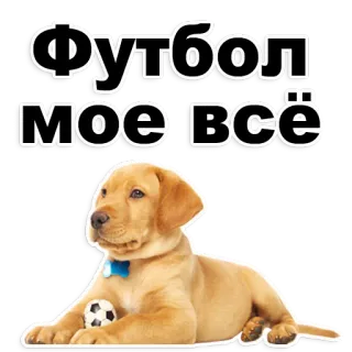 👌 a1107166 Футбол моё всё Hund, Fußball, Fußball, Tier, Welpe telegram sticker