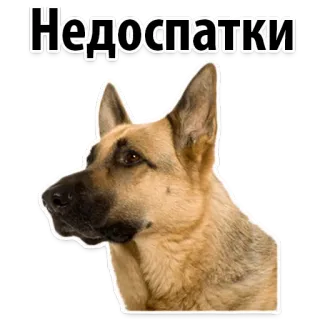 😋 adab016d Недоспатки hund, schäferhund, tier, schläfrig, müde telegram sticker