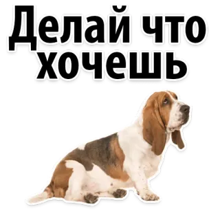 😁 b51ede0f Делай что хочешь Hund, Basset Hound, Text, Russisch, Mach was du willst telegram sticker
