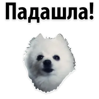 😄 d31a28ce Падашла! Hund, weiß, Zwergspitz, beleidigend telegram sticker
