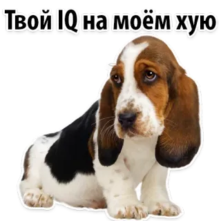 😁 d8866fed Твой IQ на моём хую Hund, Basset Hound, beleidigend, russisch telegram sticker