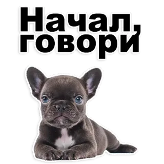 😃 dade505a Начал, говори Hund, Französische Bulldogge, Welpe, süß, Tier telegram sticker