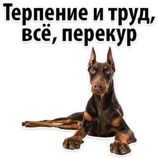 😆 e525d401 Терпение и труд, всё, перекур Hund, Russisch, Text, Tier, Dobermann telegram sticker