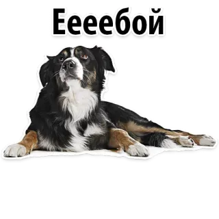 😜 e7d3d319 Еееебой Hund, süß, Berner Sennenhund, Tier telegram sticker